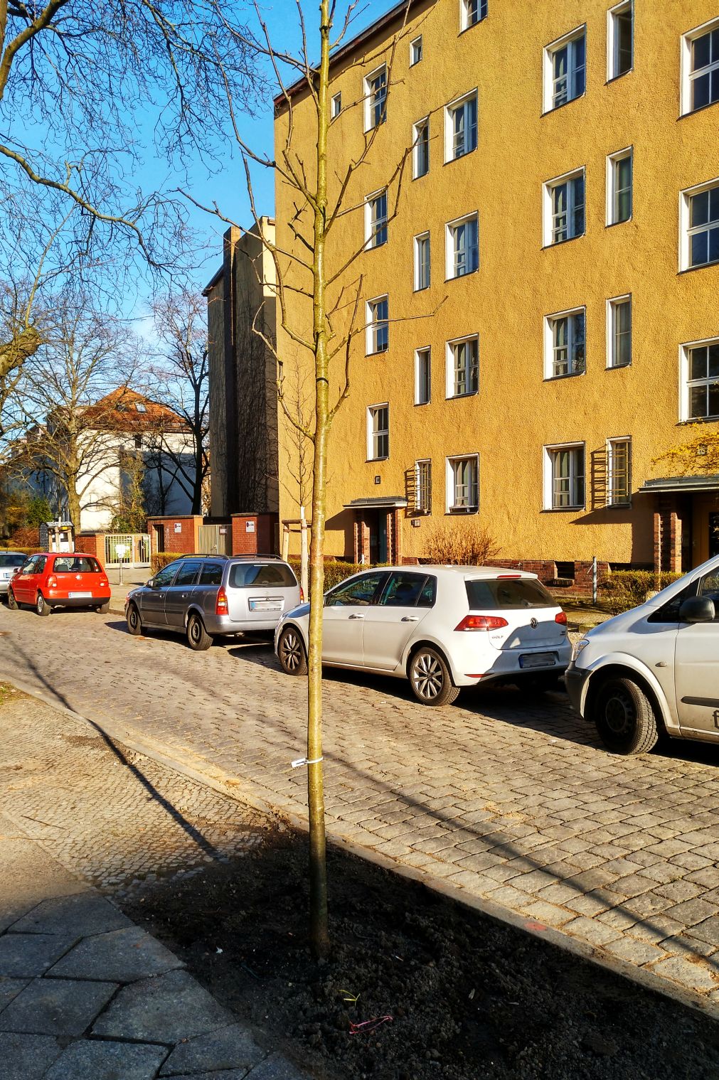 Stadtbäume im Zeiler Weg